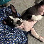 Puppy, Boston Terrier, lost pet near Makaha, HI