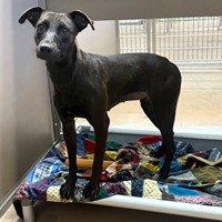 Lost Pet Image
