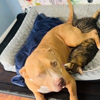 Lost Pet Image