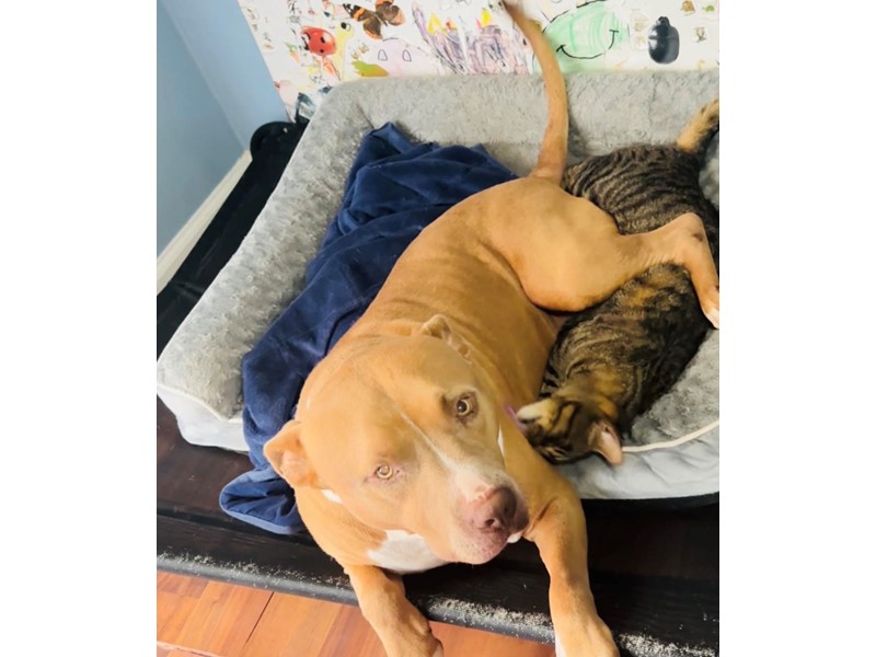 Pet Photo