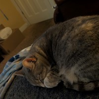 Lost Pet Image
