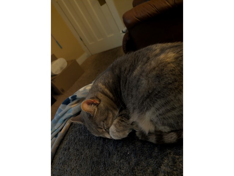 Pet Photo