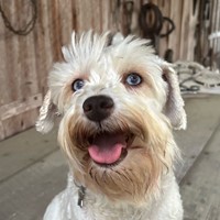 Lost Pet Image