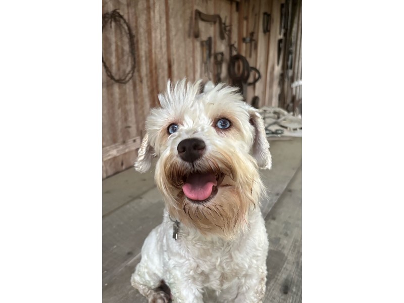 Pet Photo