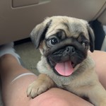 Bama Litke, Pug, lost pet near Readyville, TN