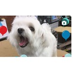 Marshmallow