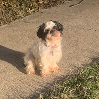 Lost Pet Image