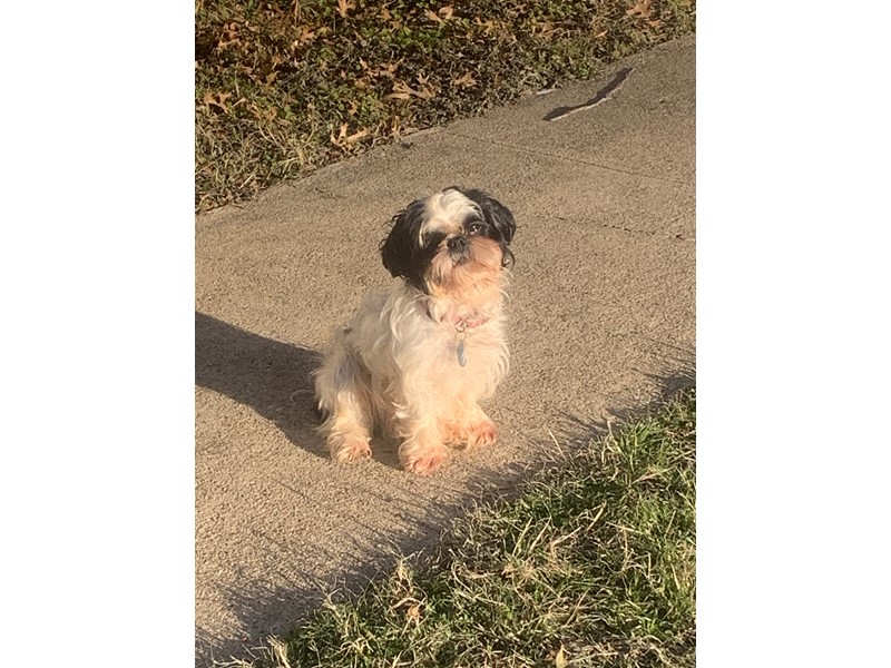 Pet Photo