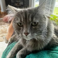 Lost Pet Image