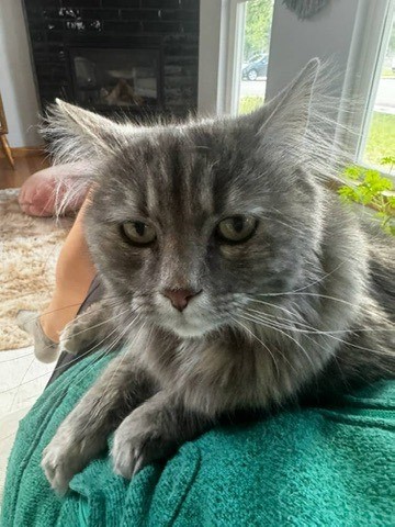 Pet Photo
