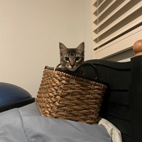 Lost Pet Image