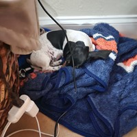 Lost Pet Image