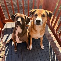 Lost Pet Image