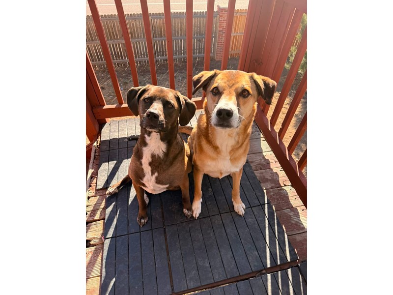 Pet Photo