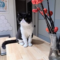 Lost Pet Image