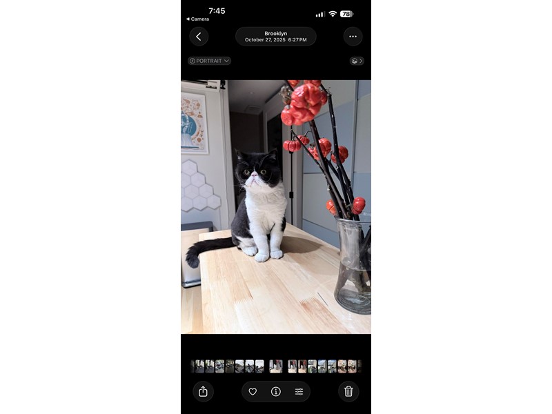 Pet Photo