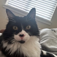 Lost Pet Image