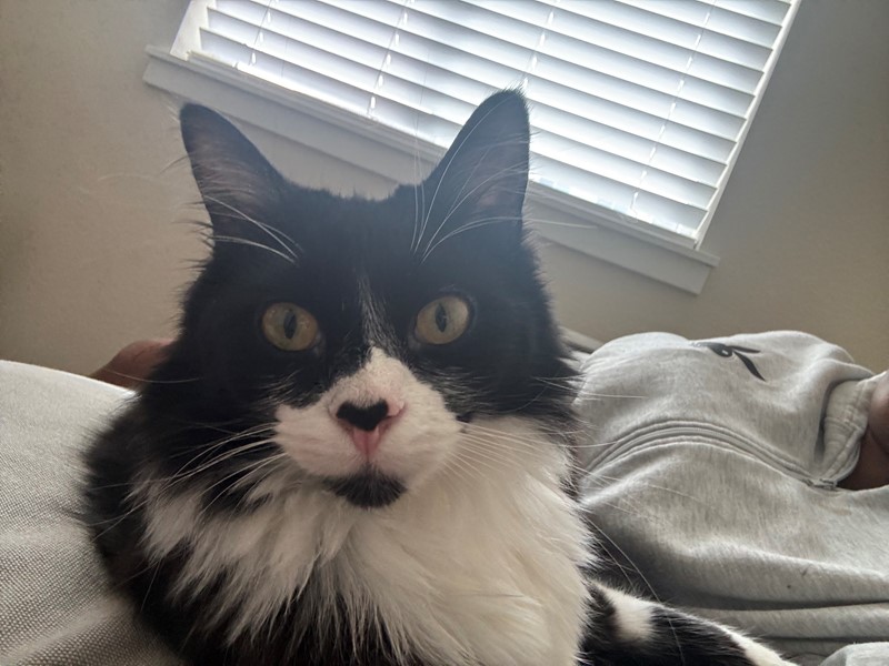 Pet Photo