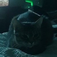 Lost Pet Image