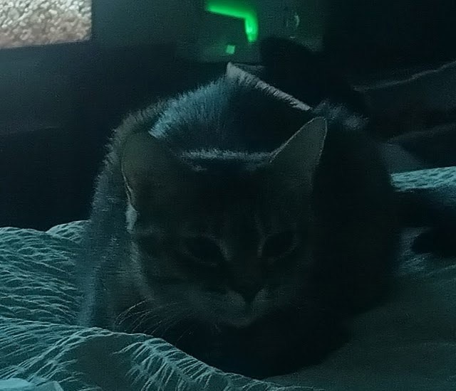 Pet Photo