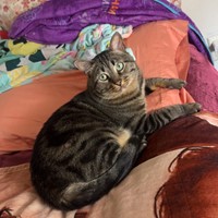 Lost Pet Image
