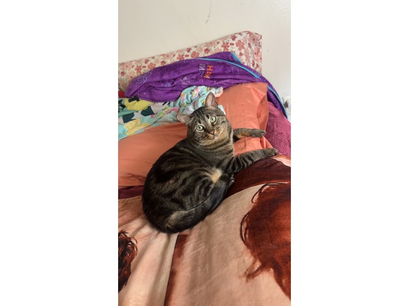 Pet Photo