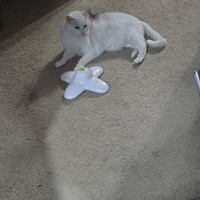 Lost Pet Image