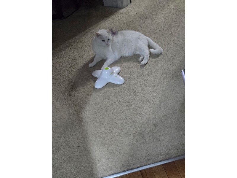 Pet Photo