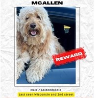 Lost Pet Image