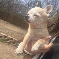 Lost Pet Image