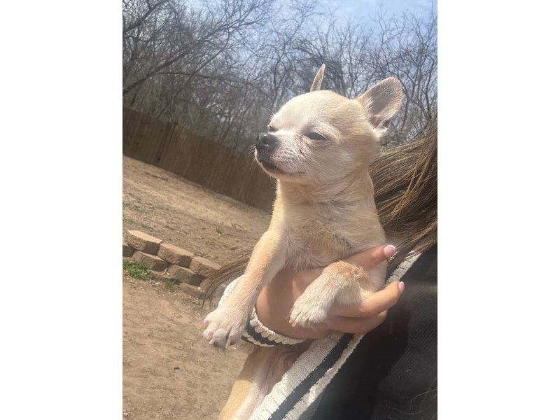 Pet Photo