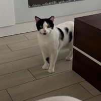 Lost Pet Image