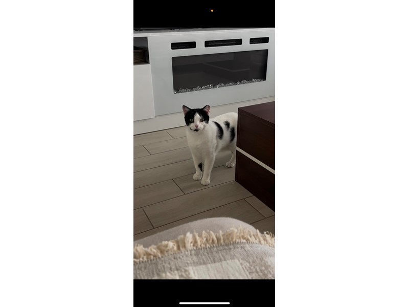 Pet Photo
