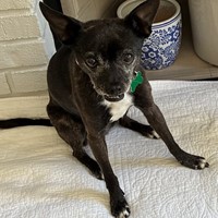 Lost Pet Image