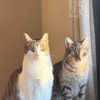 Lost Pet Image