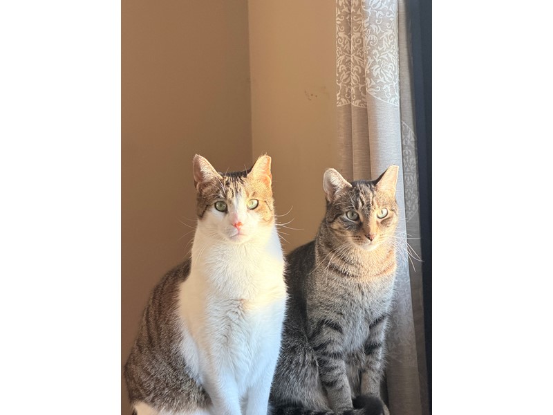 Pet Photo
