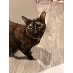 Neri