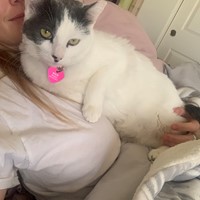 Lost Pet Image