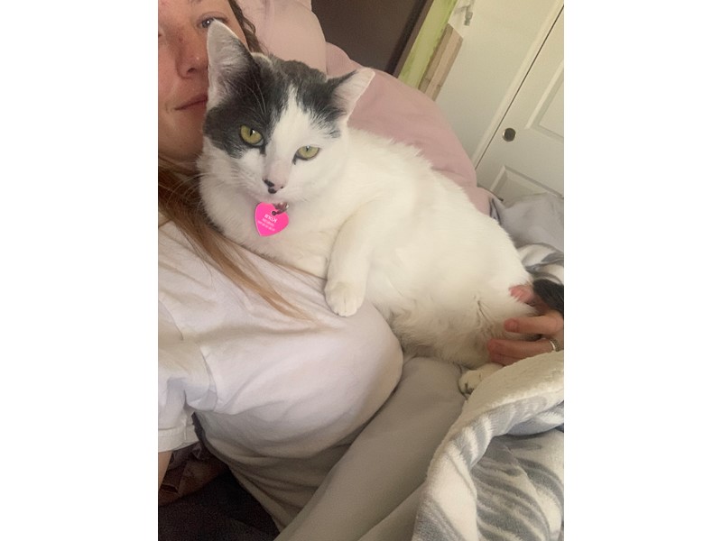 Pet Photo