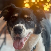 Lost Pet Image