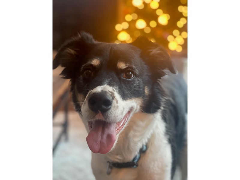 Pet Photo