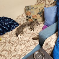 Lost Pet Image