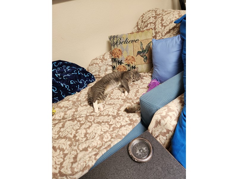 Pet Photo