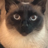 Lost Pet Image