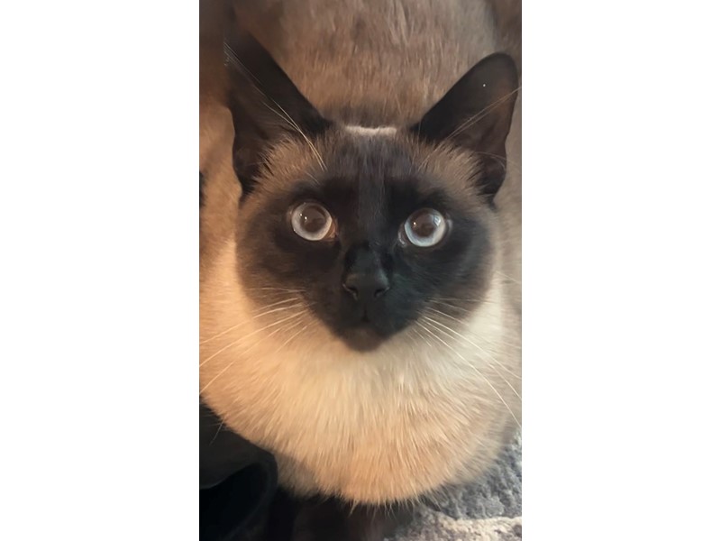 Pet Photo