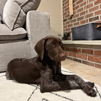Lost Pet Image