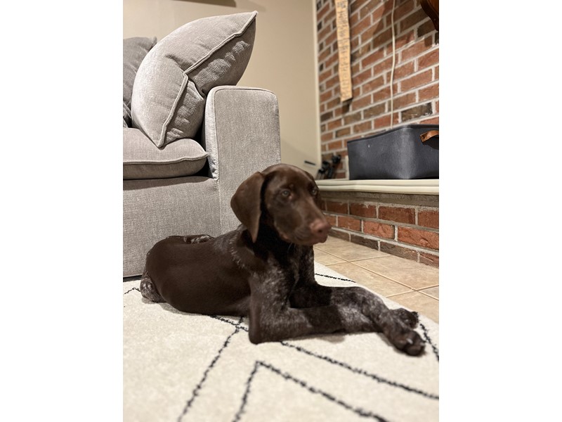Pet Photo