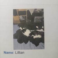 Lost Pet Image