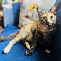 Lost Pet Image