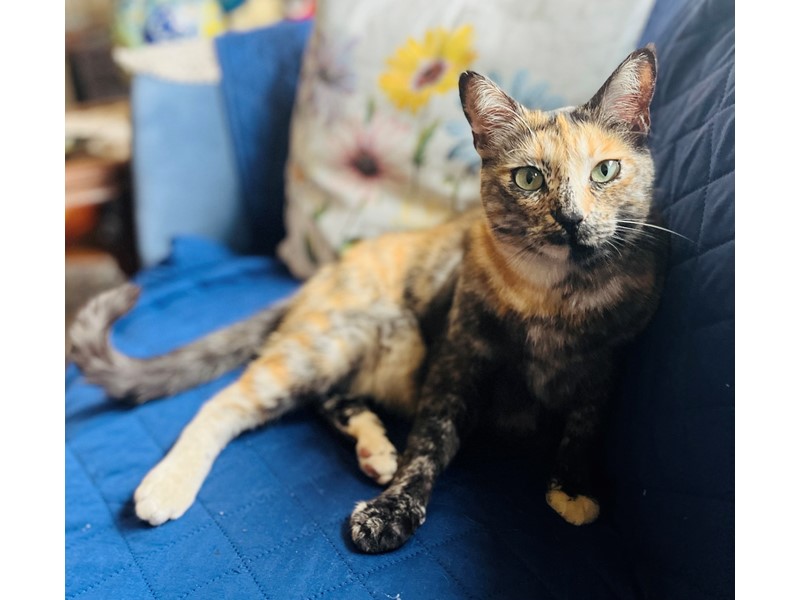 Pet Photo